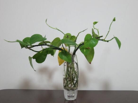 水培绿萝怎么样长得快？水培绿萝营养液自制方