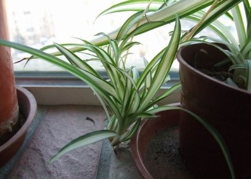 银心吊兰 银心吊兰