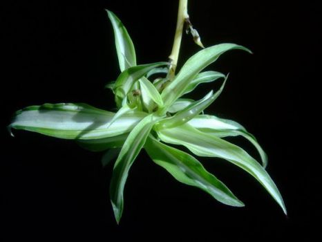 宽叶吊兰 宽叶吊兰