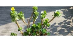 金钱木叶子掉了还会发新芽吗