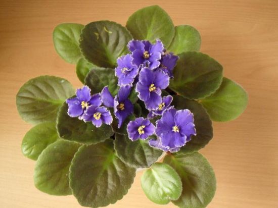 渴望阳光眷恋的非洲紫罗兰 渴望阳光眷恋的非洲紫罗兰