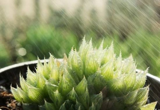 雷雨天给你的“肉肉”洗洗澡吧 雷雨天给你的“肉肉”洗洗澡吧