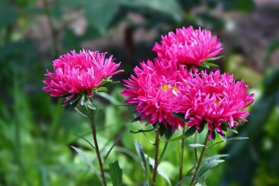 12星座适合养什么花草 12星座适合养什么花草