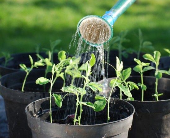 花卉夏天养殖 花卉夏天养殖