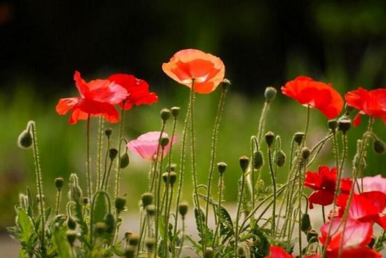 12星座适合养什么花草 12星座适合养什么花草