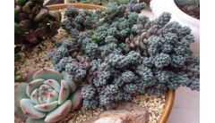 姬星美人叶子发黄怎么办？姬星美人叶子发黄的