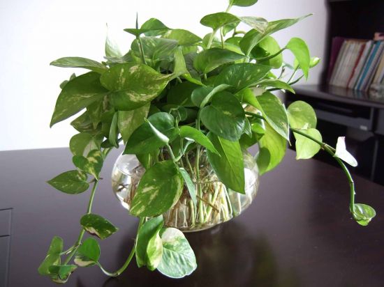 绿萝品种有哪些？不同品种绿萝图片欣赏