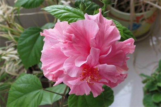 为什么木菊花掉花骨朵？木菊花掉花骨朵的原因