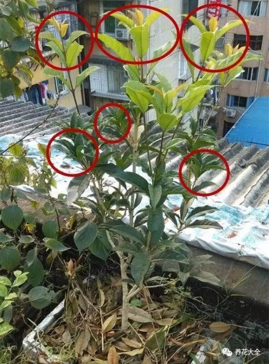 桂花修剪 桂花修剪