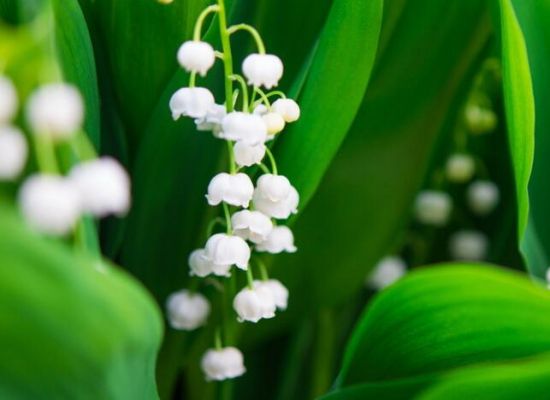 12星座适合养什么花草 12星座适合养什么花草