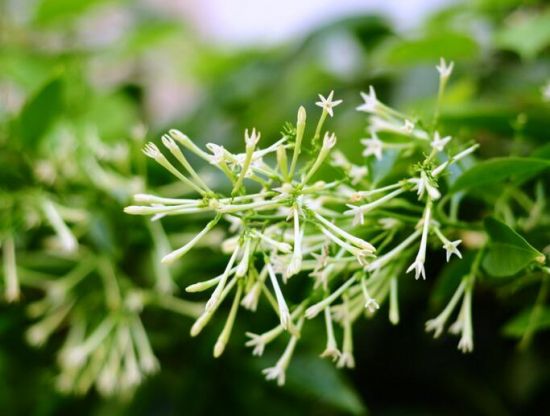 12星座适合养什么花草 12星座适合养什么花草