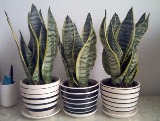 虎尾兰盆景 虎尾兰盆景