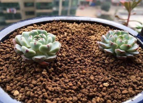 正常养护装态下的原始姬莲 正常养护装态下的原始姬莲