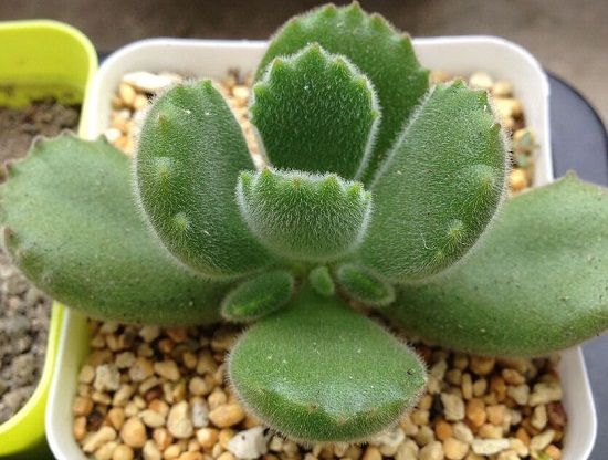 熊童子怎样度夏？遮荫、降温、通风、控水缺一