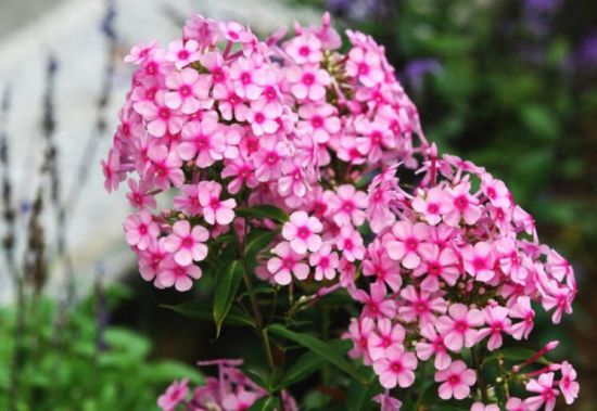 12星座适合养什么花草 12星座适合养什么花草