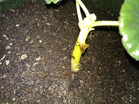 怎样防止天竺葵烂根