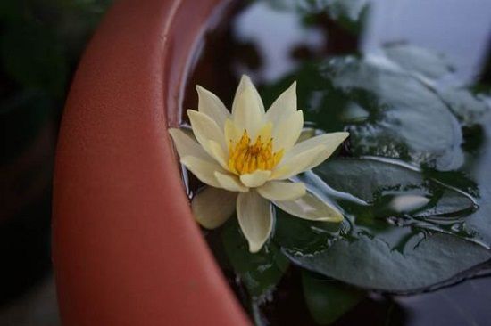 盆栽里的海尔芙拉 盆栽里的海尔芙拉