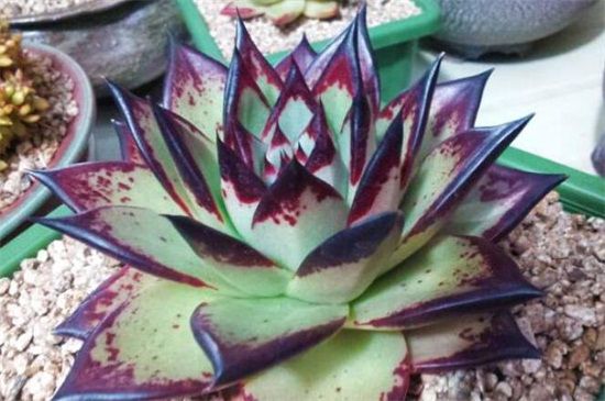 乌木多肉养三年会多大？三年乌木多肉大小在3