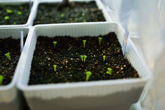 多肉播种发芽了 多肉播种发芽了