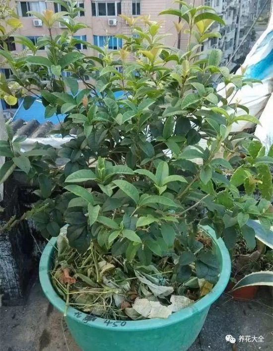 桂花修剪 桂花修剪