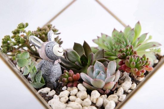 多肉植物怎样种植 多肉植物怎样种植