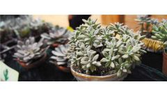 多肉怎么繁殖方法步骤