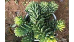 千佛手的功效与作用，可美容养颜还可供观赏