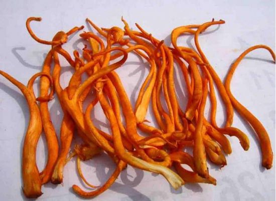 蛹虫草价钱 蛹虫草价钱