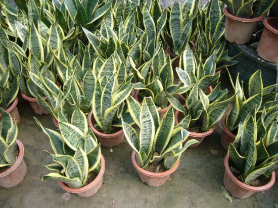 美丽的虎尾兰 美丽的虎尾兰