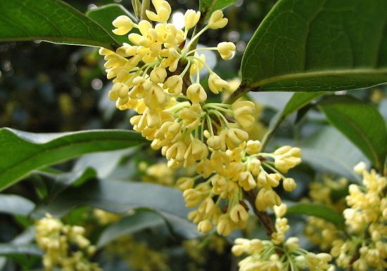 香飘四溢的桂花 香飘四溢的桂花