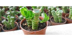 富贵竹烂根怎么办？富贵竹烂根的处理方法