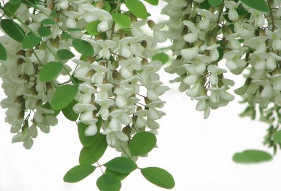 洁白的槐花 洁白的槐花