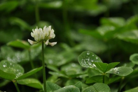 白车轴草是什么 白车轴草是什么