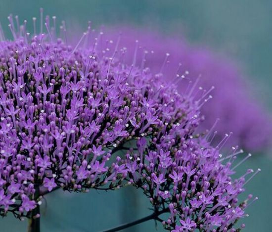 12星座适合养什么花草 12星座适合养什么花草