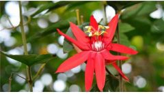 西番莲怎么修剪整形？西番莲的修剪整形方法