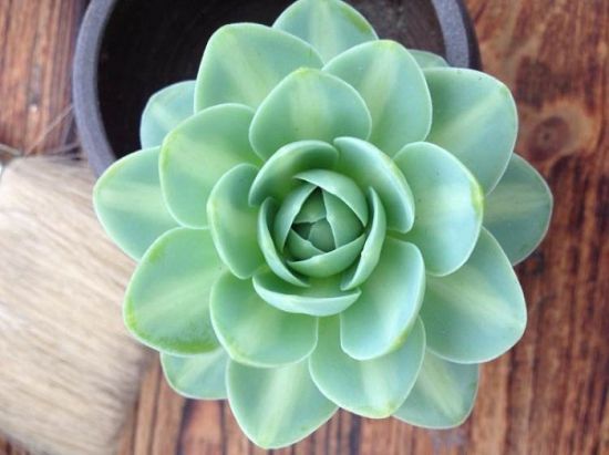 多肉植物凤凰 多肉植物凤凰