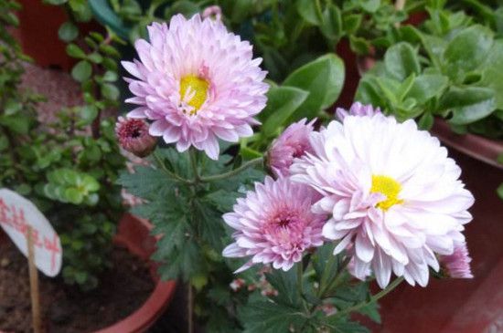 四季菊为什么不开花了？掌握四个要点让四季菊