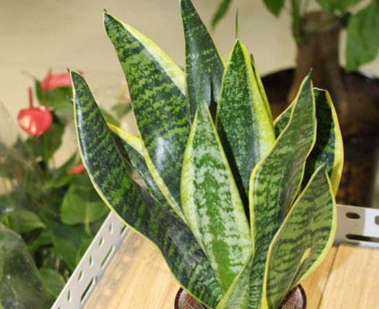 虎皮兰冬天怎么养,虎皮兰冬天种植方法 虎皮兰冬天怎么养,虎皮兰冬天种植方法