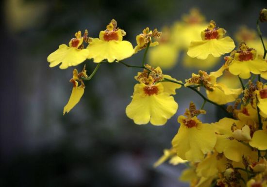 12星座适合养什么花草 12星座适合养什么花草