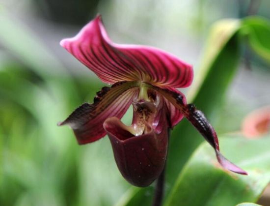 12星座适合养什么花草 12星座适合养什么花草