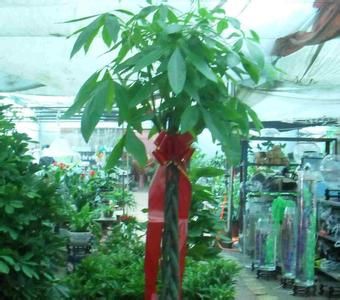 发财树的养殖 发财树的养殖