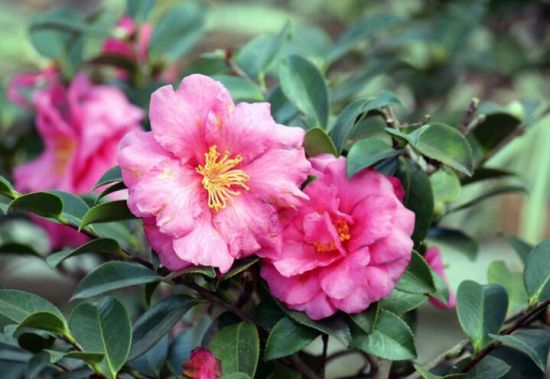 12星座适合养什么花草 12星座适合养什么花草