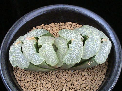 多肉植物玉扇(流纹) 多肉植物玉扇(流纹)