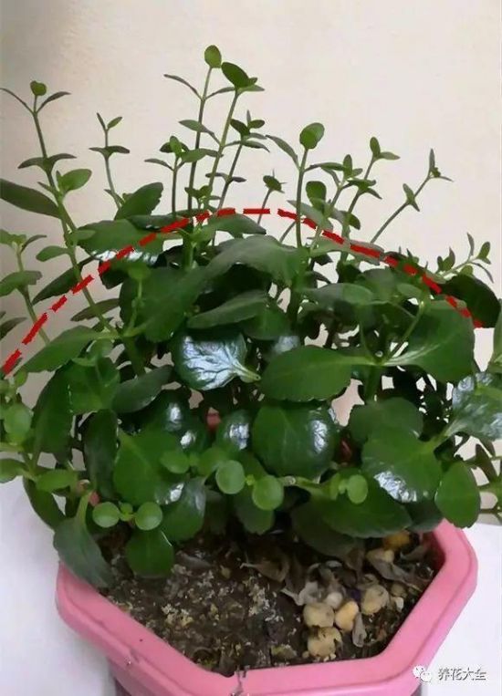 长寿花修剪 长寿花修剪