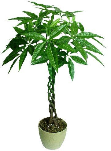 经过造型的发财树盆景 经过造型的发财树盆景