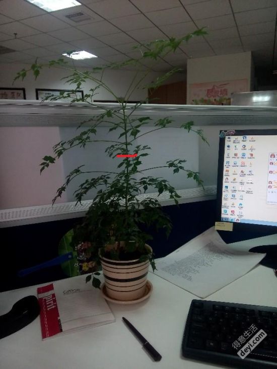 幸福树修剪 幸福树修剪