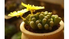 唐扇烂根怎么办？唐扇的烂根解决方法