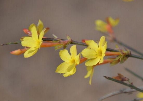 漂亮的迎春花 漂亮的迎春花