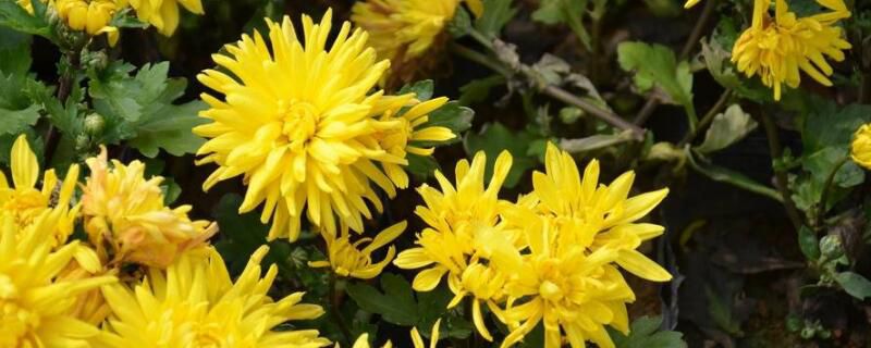 菊花有几种品种？盘点常见十大菊花品种