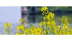 油菜花花蕾的变化顺序